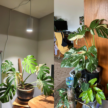 Monstera Thai Constellation Light Requirements – Tropicflow