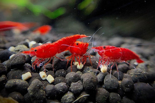 13 Types of Neocaridina Shrimp