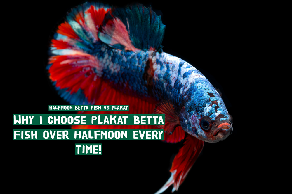 Tropicflow | Guide and Knowledge About Aquatic World