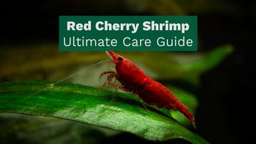 Red Cherry Shrimp: Ultimate Care Guide