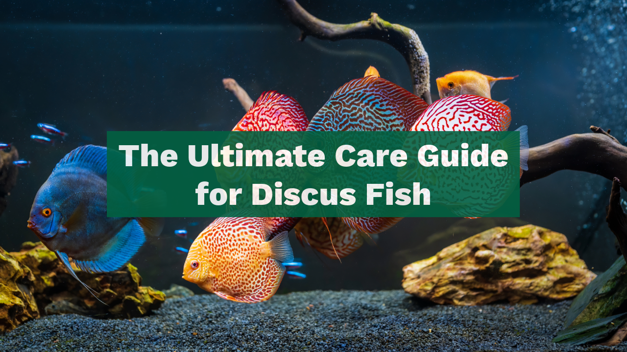 Ultimate Discus The Ultimate Care Guide for Discus Fish – Tropicflow