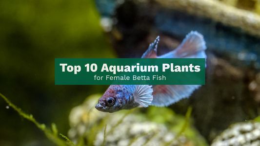 Top 10 Aquarium Plants for Female Betta Fish