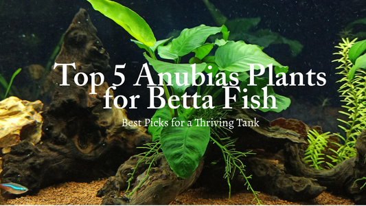 Top 5 Anubias Plants for Betta Fish