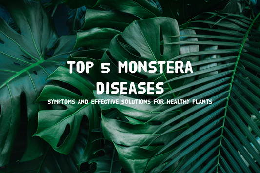 Top 5 Monstera Diseases: Symptoms and Effective Solutions for Healthy Plants