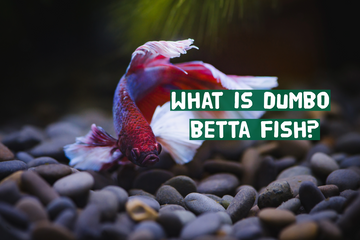 What is Dumbo Betta Fish?
