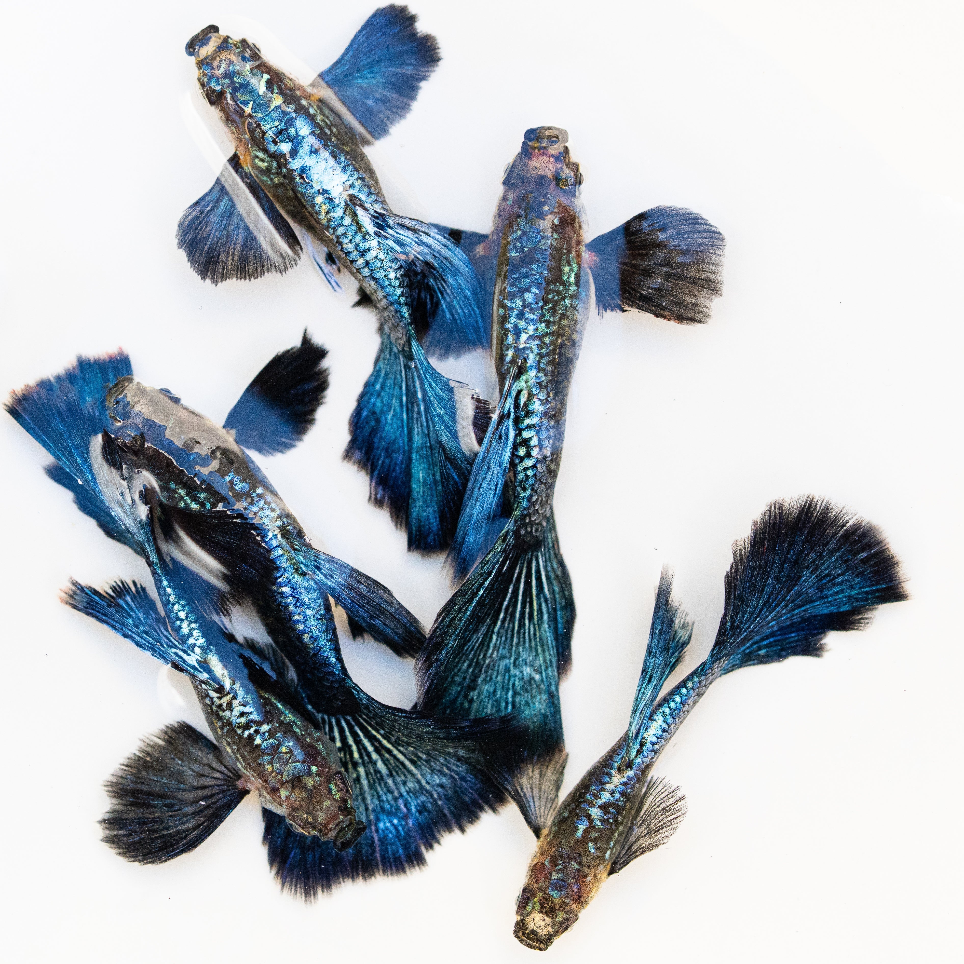 Guppies Collection | Tropicflow