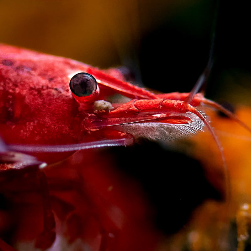 Neocaridina Shrimp