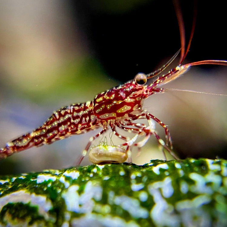 Image showcasing Freshwater Shrimp for Sale | Tropicflow