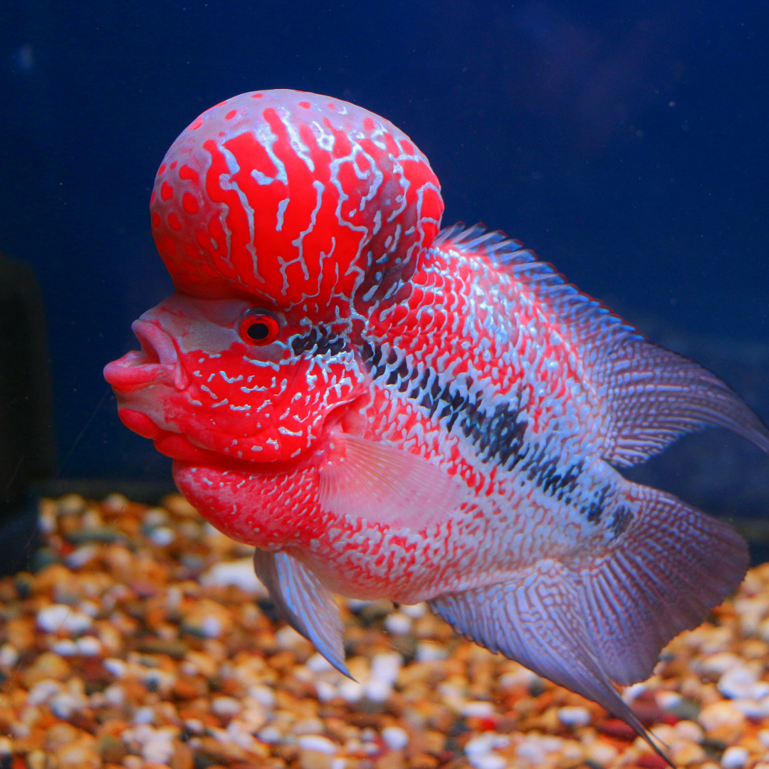 Flowerhorn Cichlid Fish – Tropicflow