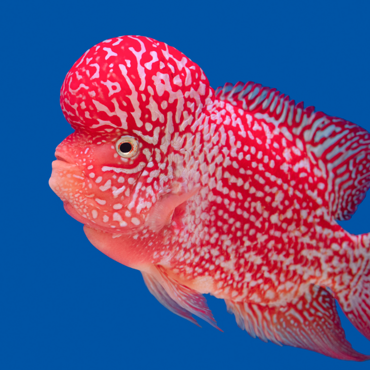 Flowerhorn Cichlid Fish – Tropicflow