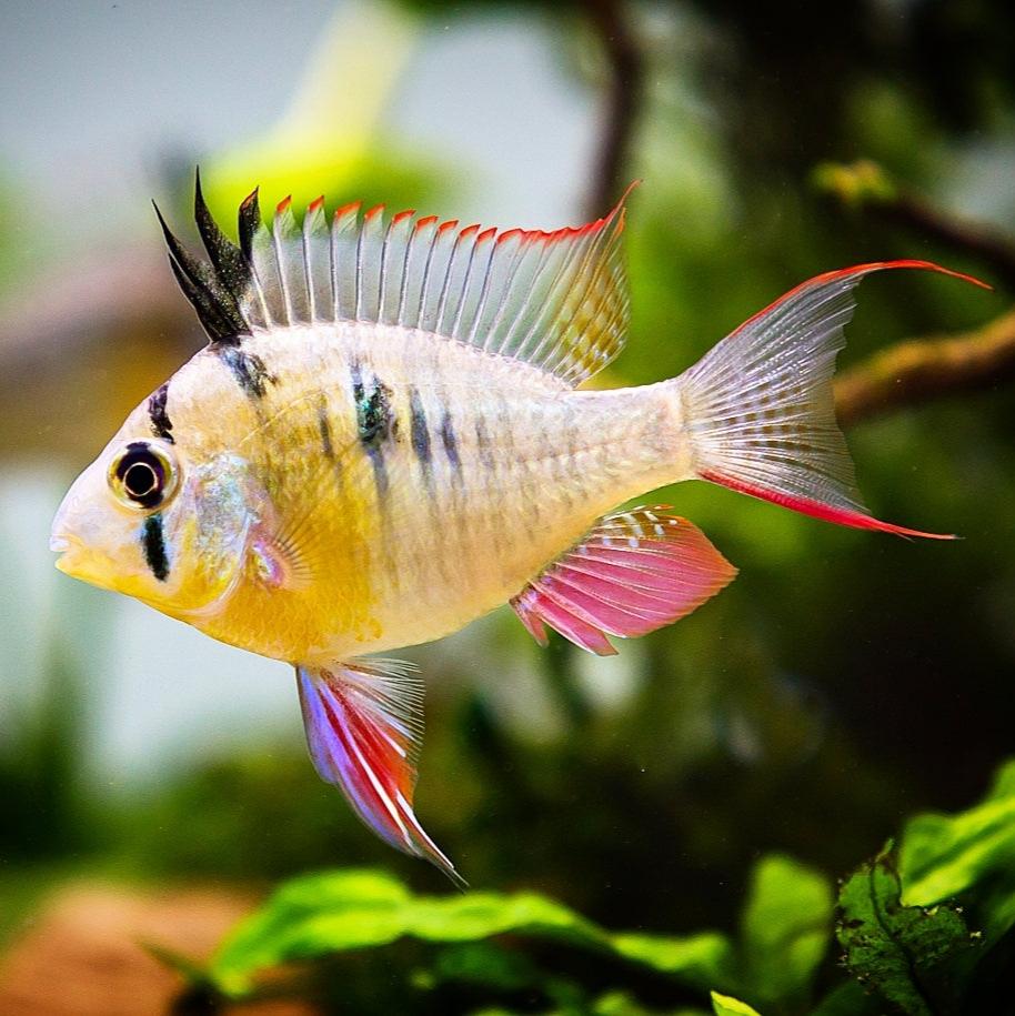 Ram Cichlid Collection - Stunning Aquarium Fish – Tropicflow