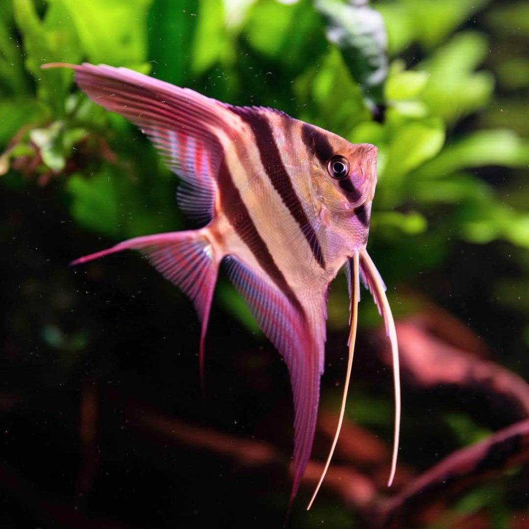 Exotic Freshwater Angelfish Showcase | Rare & Beautiful – Tropicflow