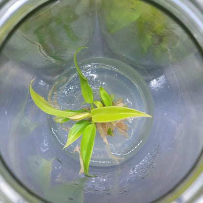 Philodendron Ring of Fire Gold Tissue Culture Plant