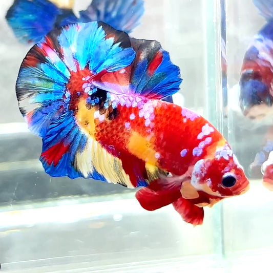 Multicolor Plakat Male Betta Fish | Order Directly From Farm|  You Pick Fish
