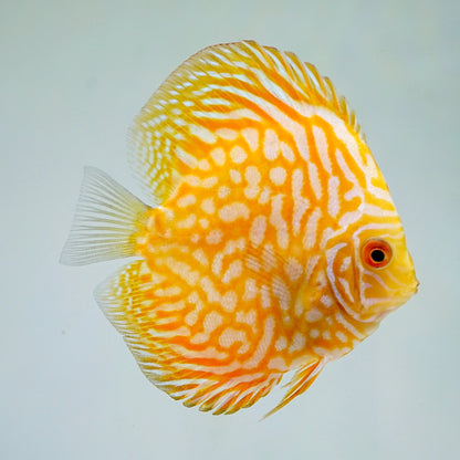 Yellow Pigeon Checkerboard Discus Fish