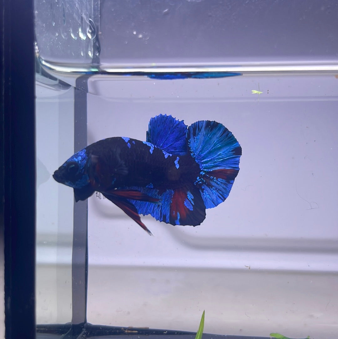 Rare bettas best sale for sale