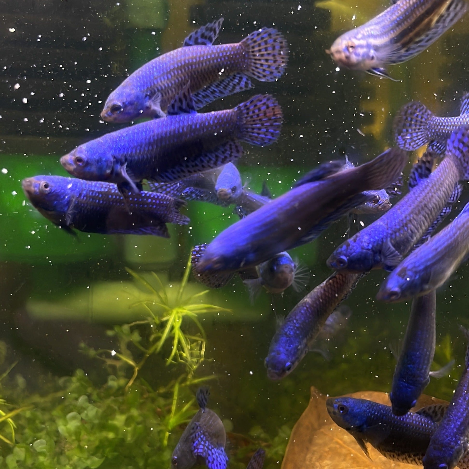 Blue Alien Female Betta Fish Sorority