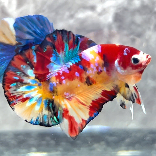 Multicolor Plakat Male Betta Fish | Order Directly From Farm|  You Pick Fish