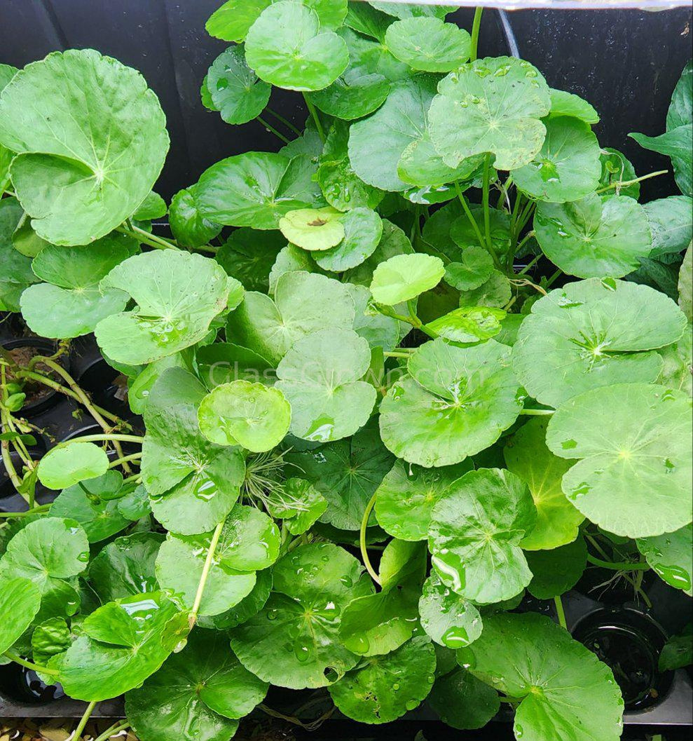 Potted Brazilian Pennywort