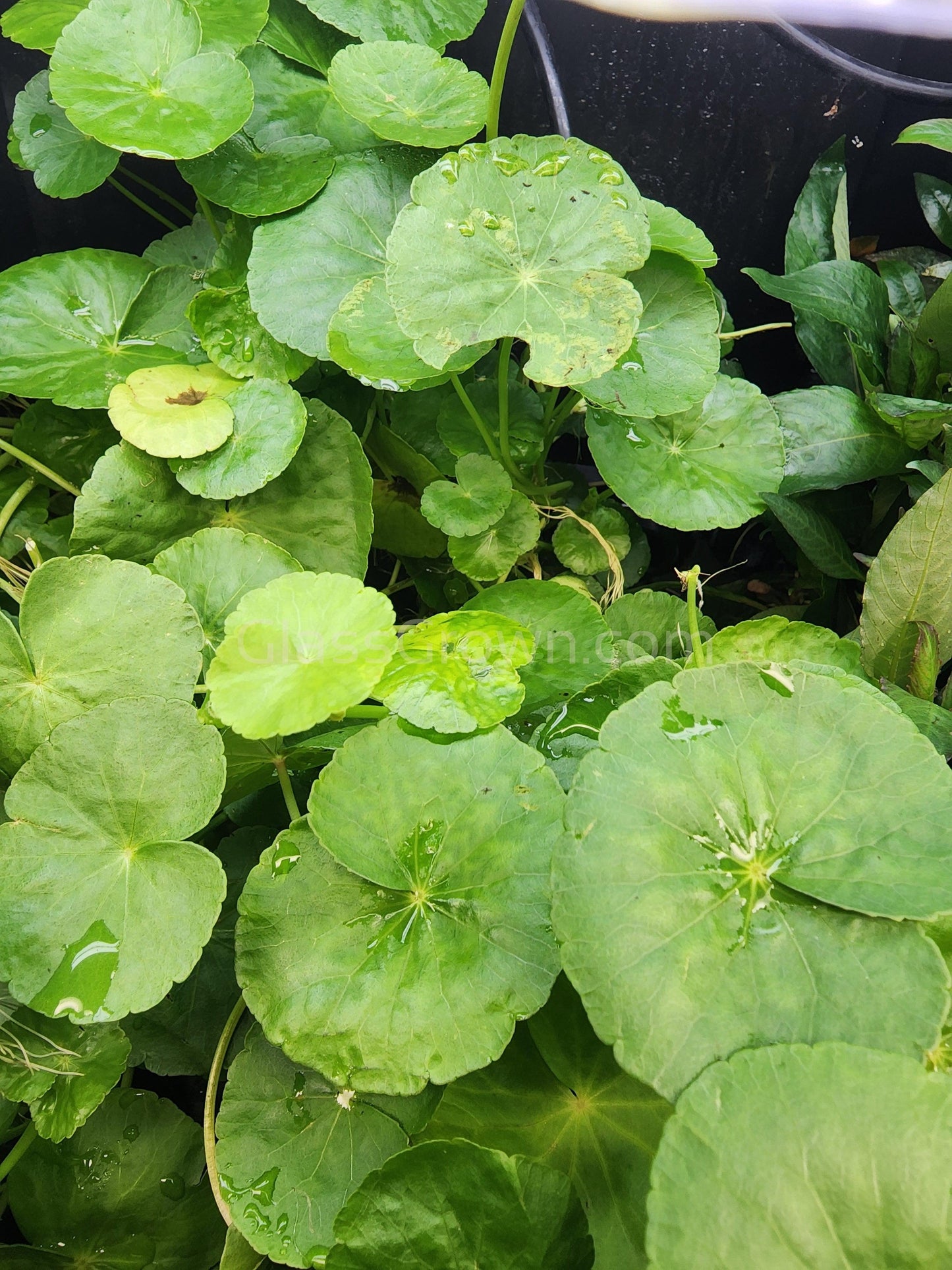 Potted Brazilian Pennywort