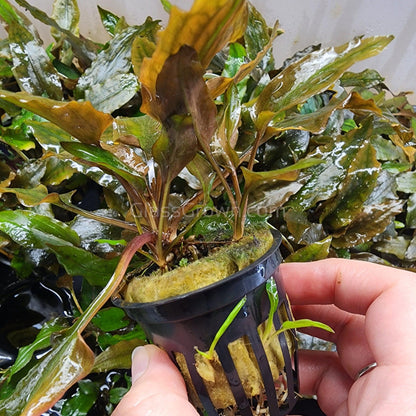 Potted Cryptocoryne Wendtii Red