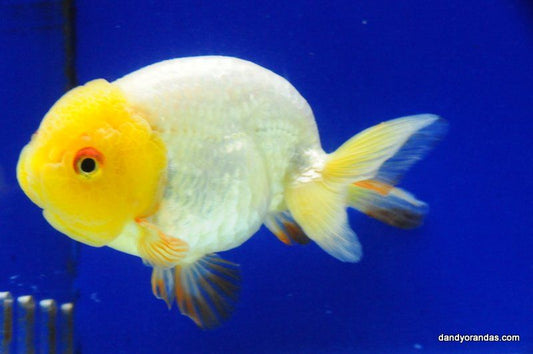 Baby White Ranchu Goldfish 2 Inches