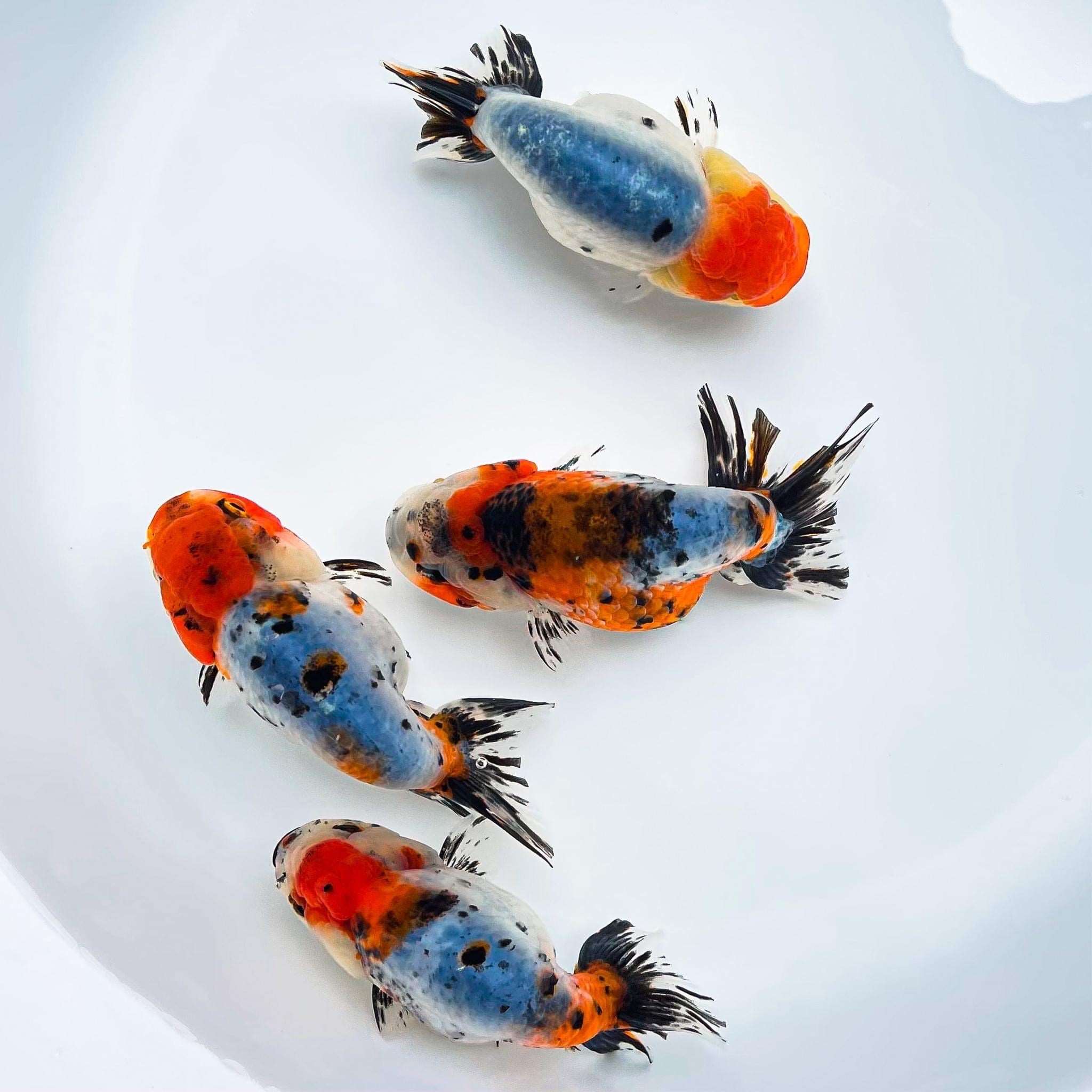 Fancy Goldfish For Sale: Ranchu & Oranda Goldfish – Tropicflow