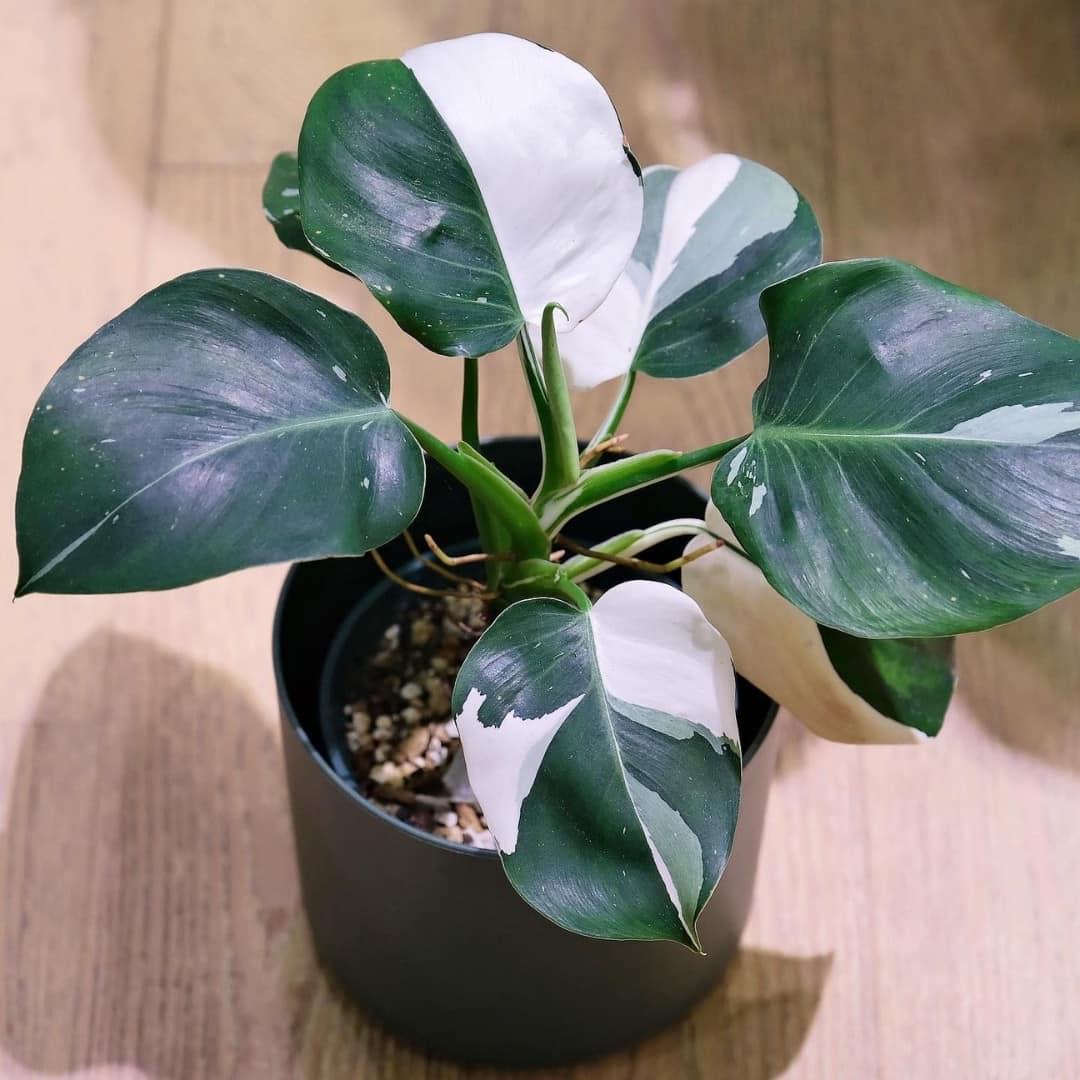 Variegated Philodendron White Wizard Plant