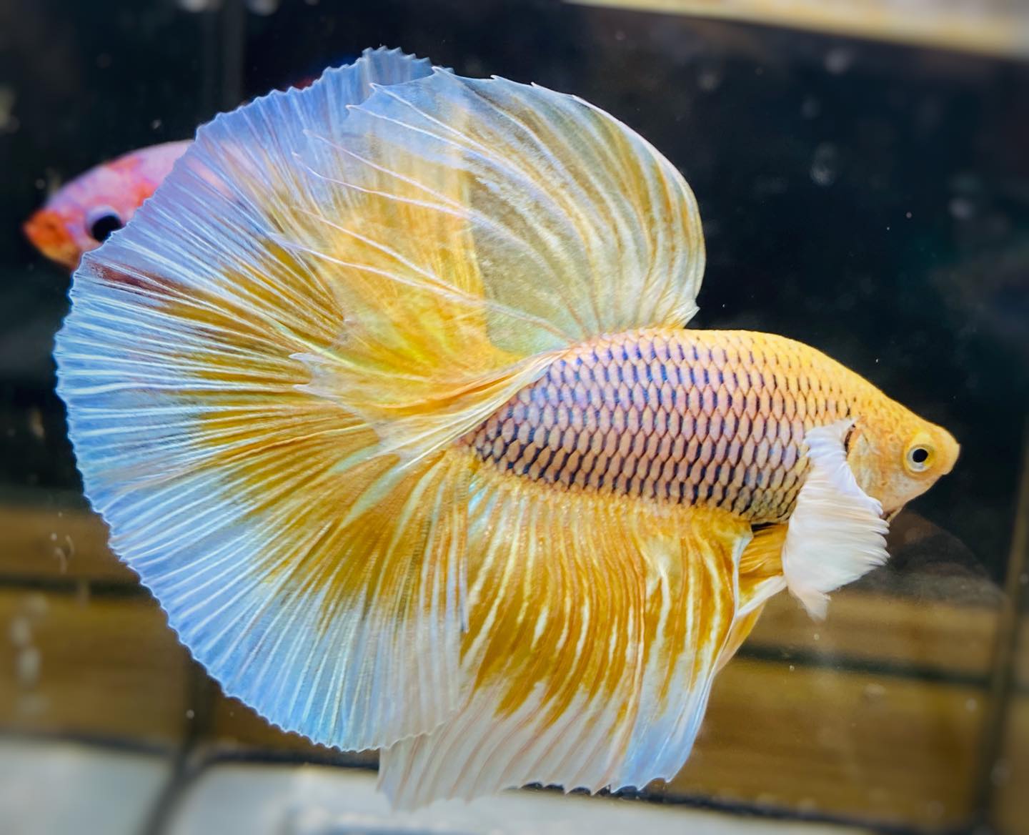 Pineapple Fish