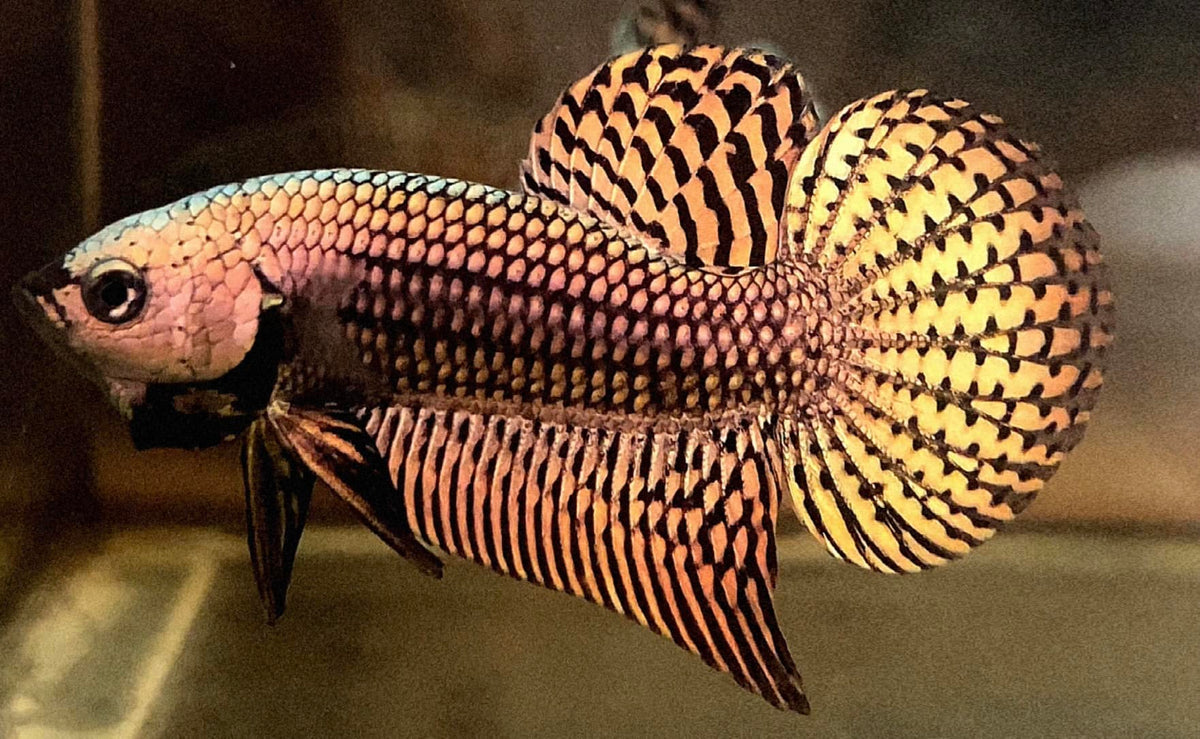 Capper Fish Tropicflow | Wild Alien Copper Male Betta Fish