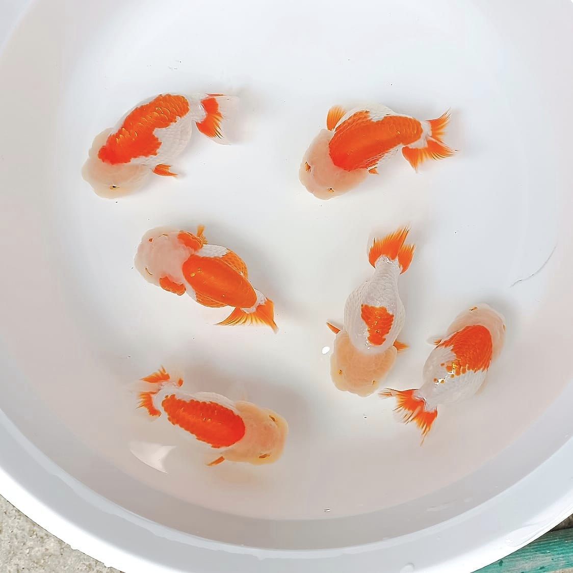 Red And White Ranchu Goldfish 3 -4 inches | High Grade 