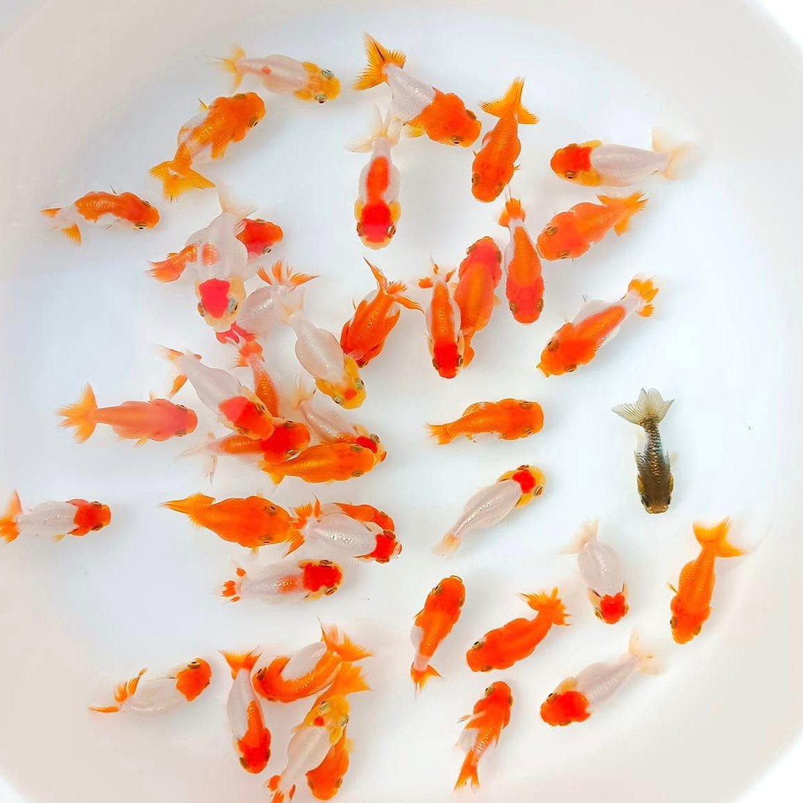 Baby Red White Ranchu Goldfish | 2-2.5 Inches