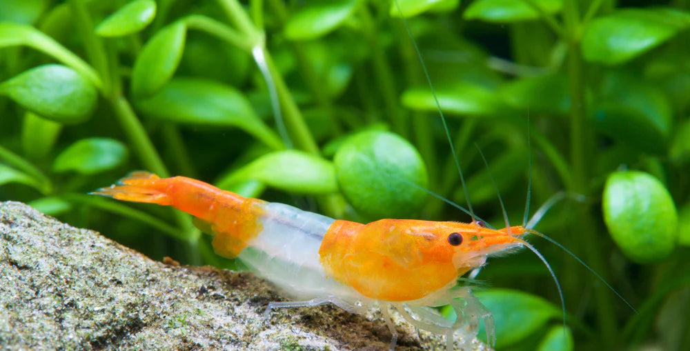 Tropicflow | Orange Rilli Neocaridina Shrimp