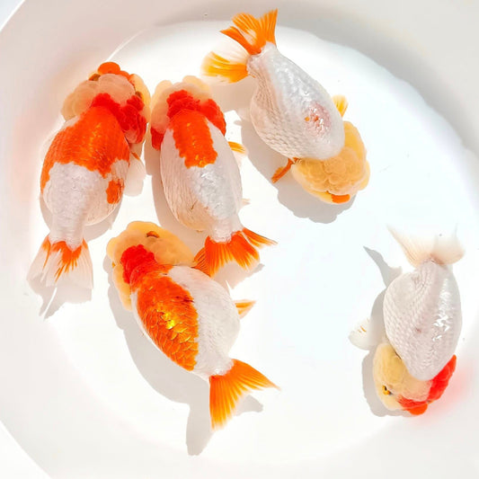 Fancy Goldfish For Sale: Ranchu & Oranda Goldfish