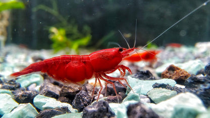 Bloody Mary Neocaridina Shrimp