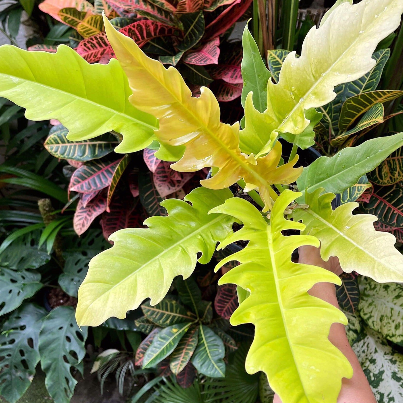 Philodendron Ring of Fire Gold Plant