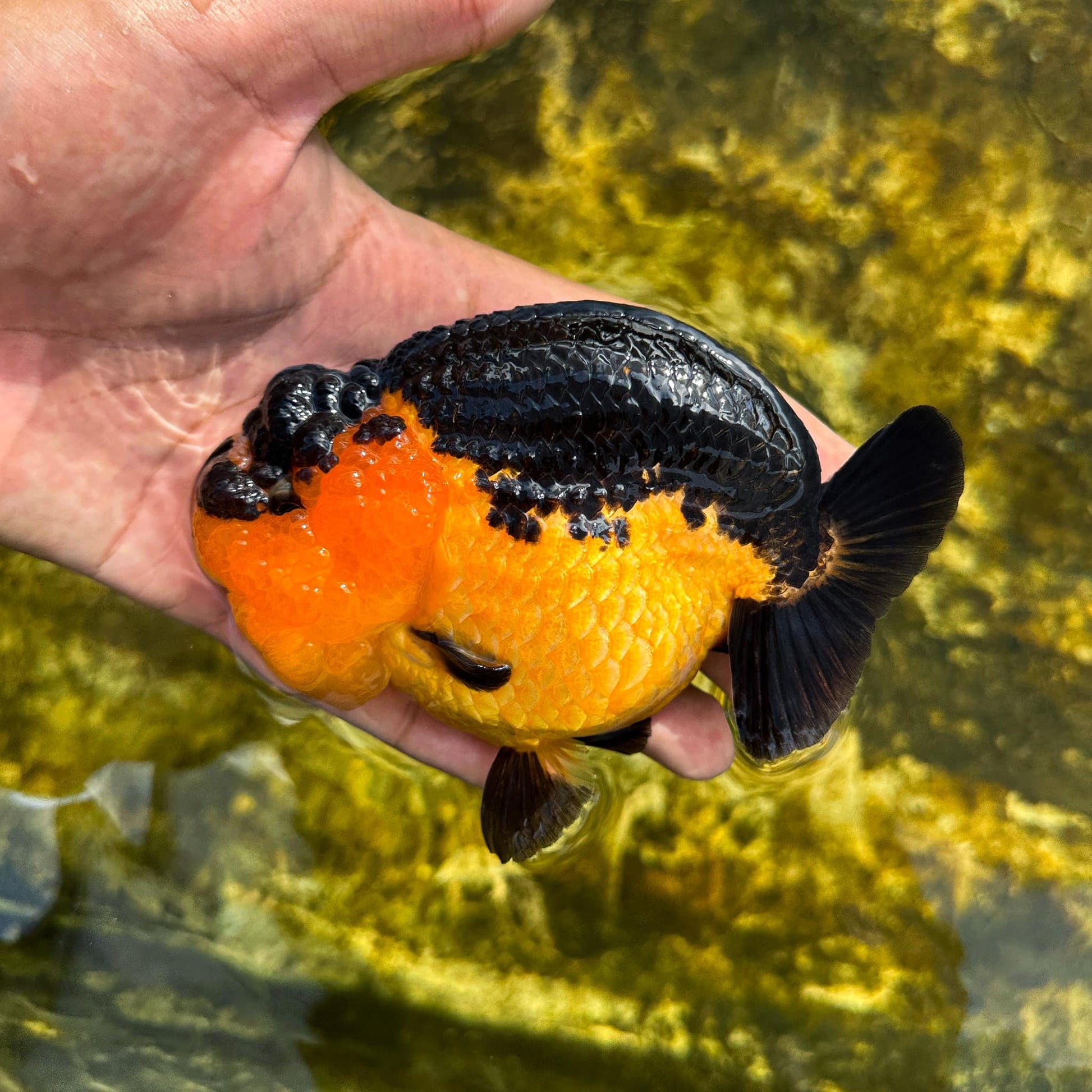 Apache Ranchu Goldfish | Mystery Goldfish | AAA Grade