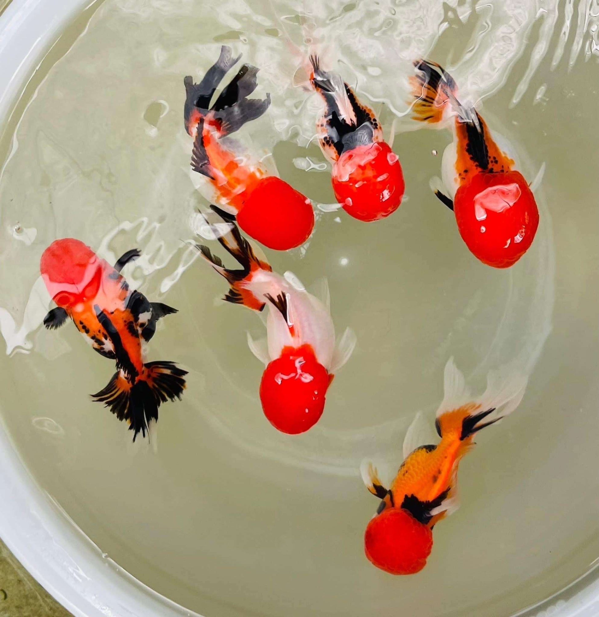 Tri Color Oranda Goldfish Mid Size 2 - 2.5 Inches