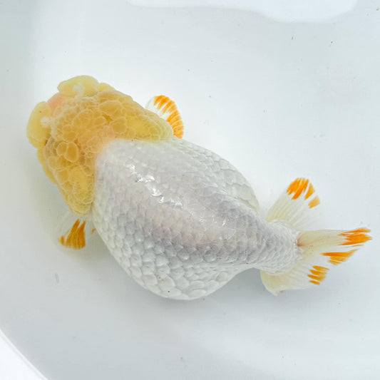 Lemon Head Ranchu Goldfish | Grower Pick | AAA Grade