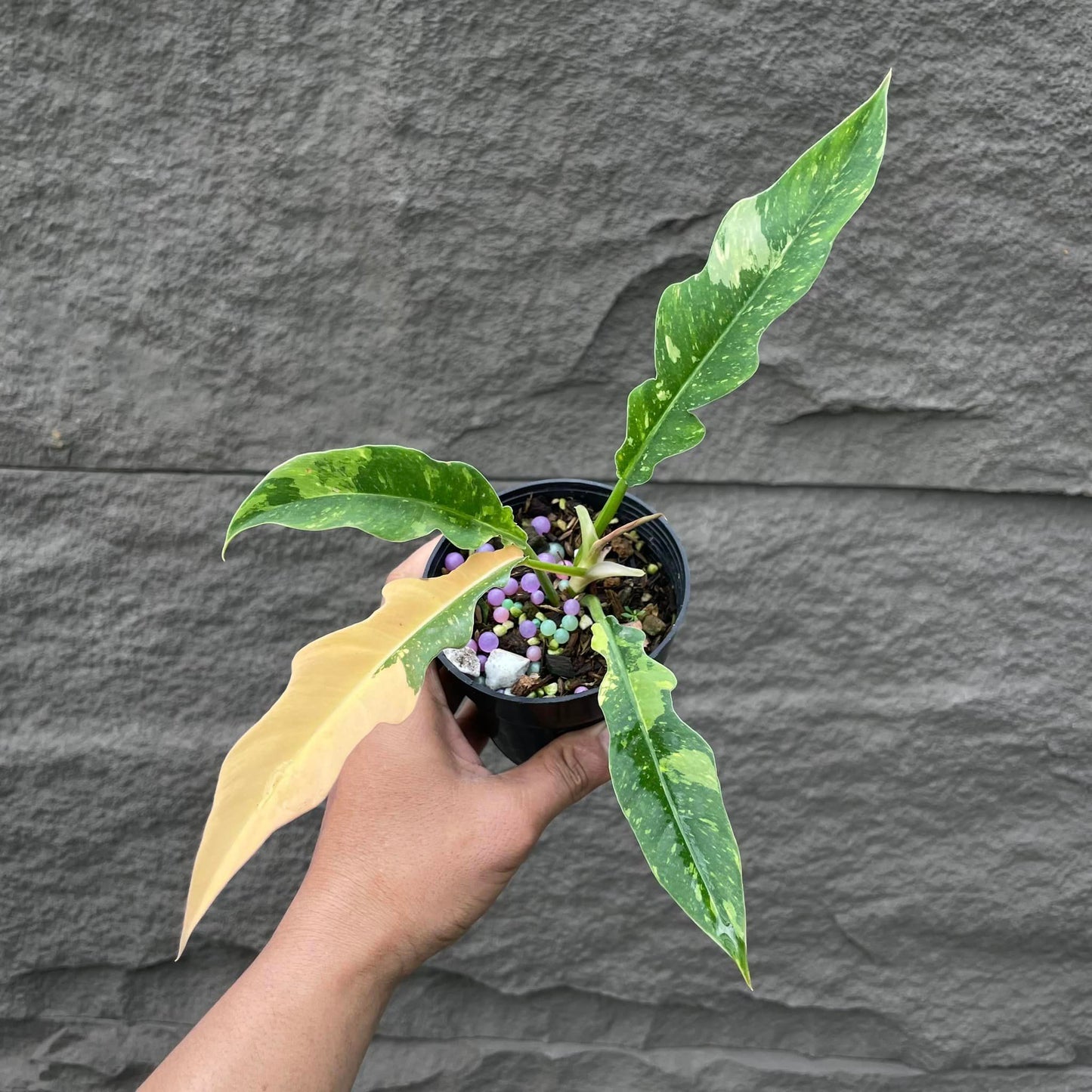 Variegated Philodendron Ring of Fire Tissue Culture Plant