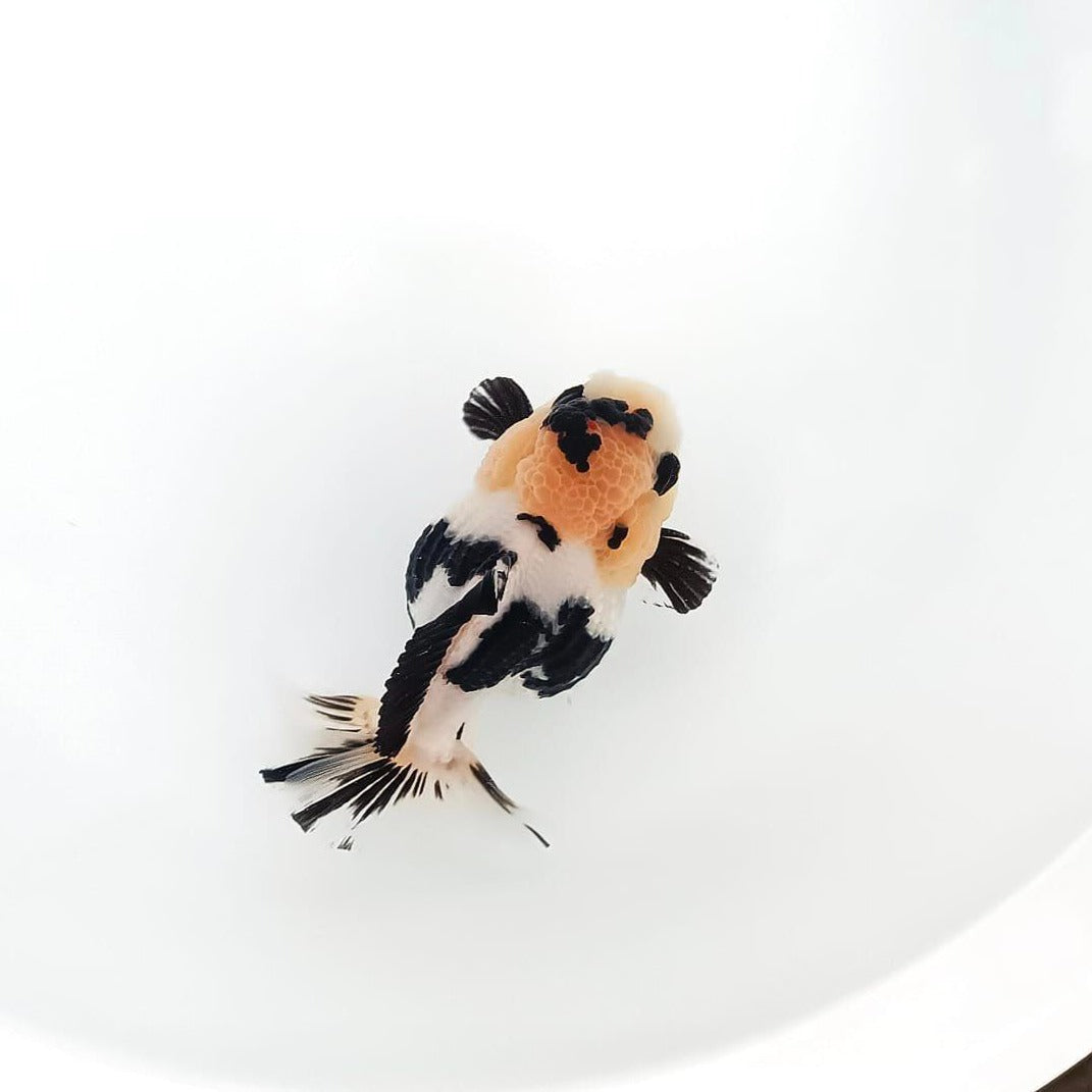 Panda Oranda Short Tail Goldfish