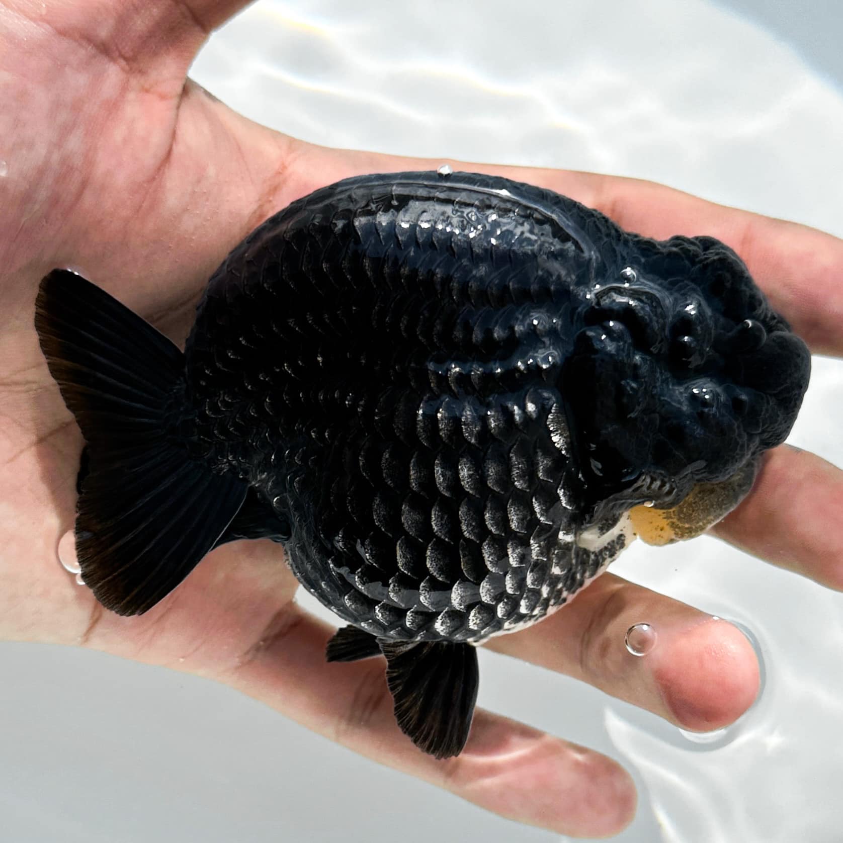 Black shops ranchu goldfish for