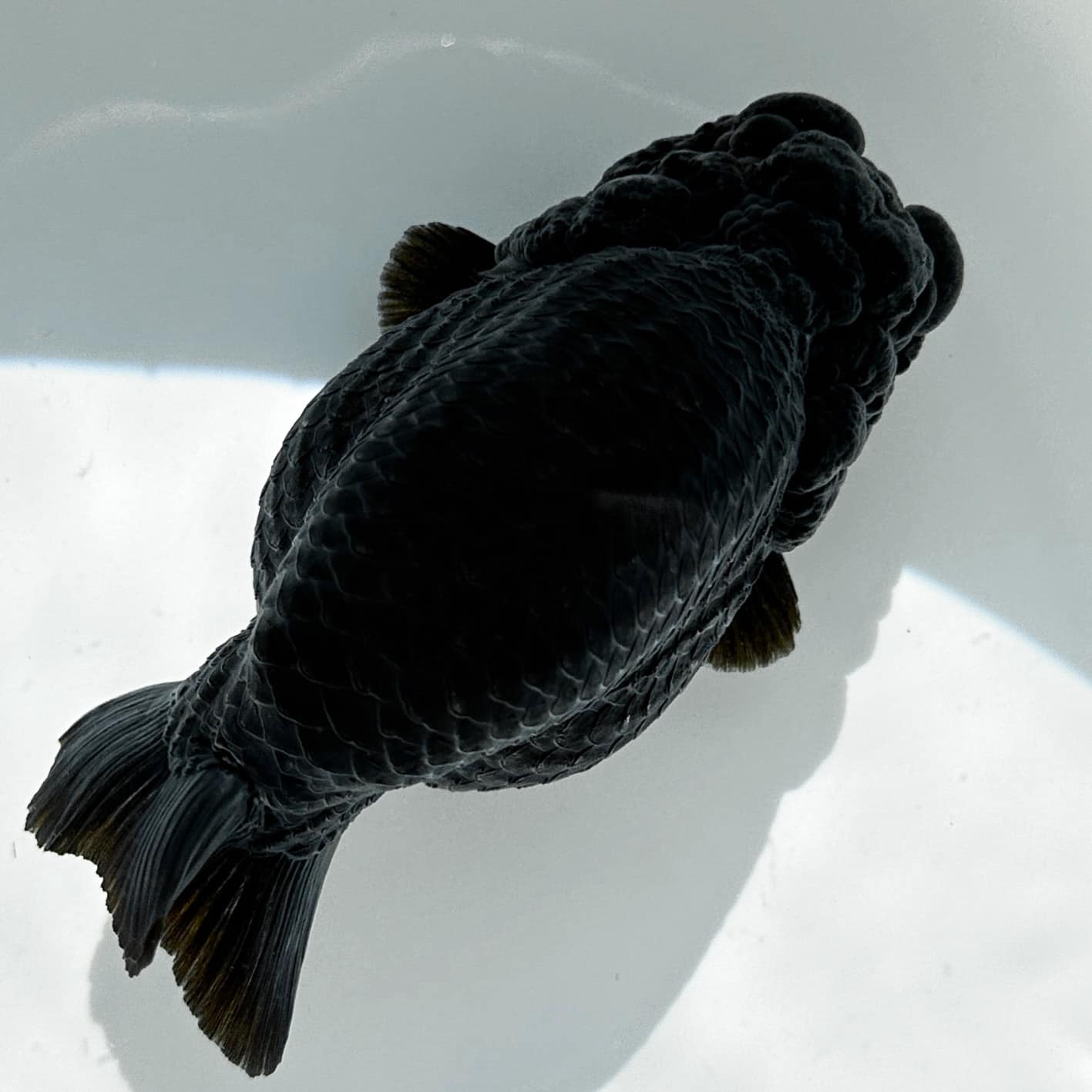 Ranchu Goldfish for Sale | Tropic Flow – Tropicflow