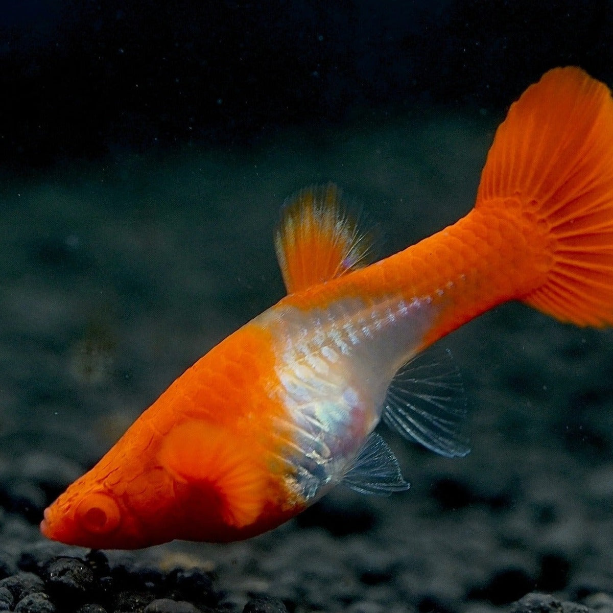 Albino Koi Red Ear Guppy Fish