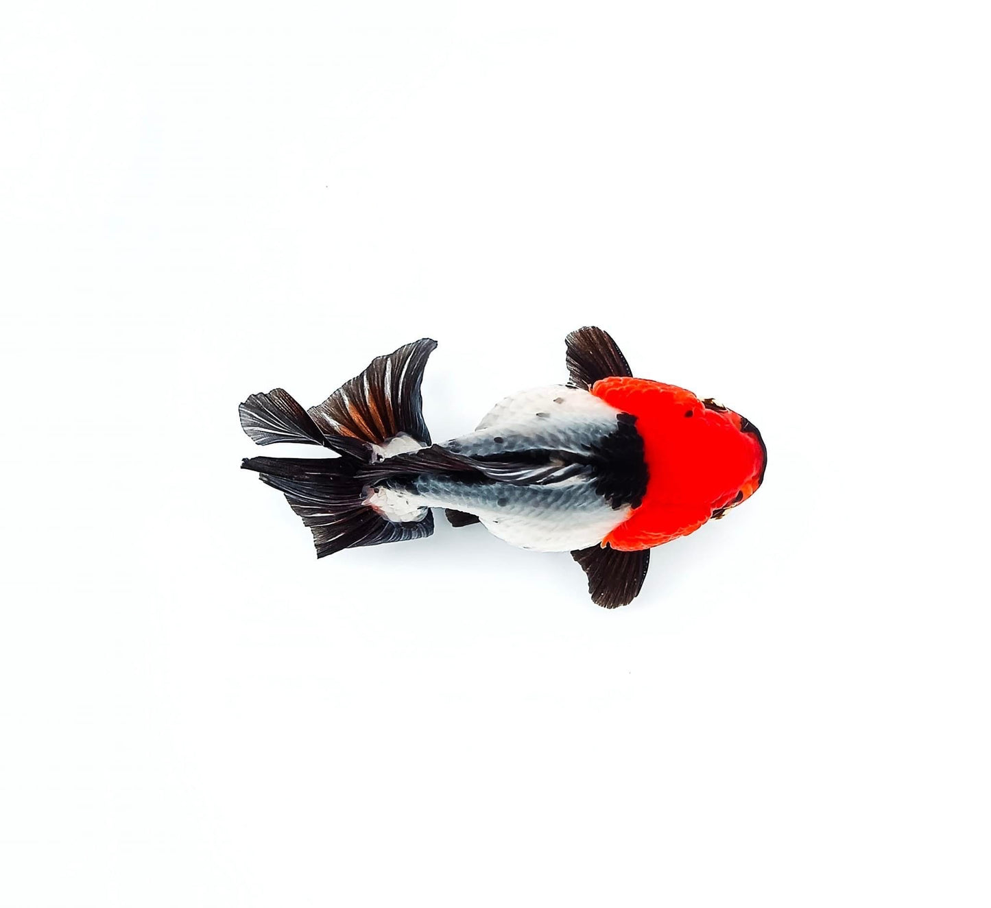 Tri Color Oranda Short Tail 3-4 Inches