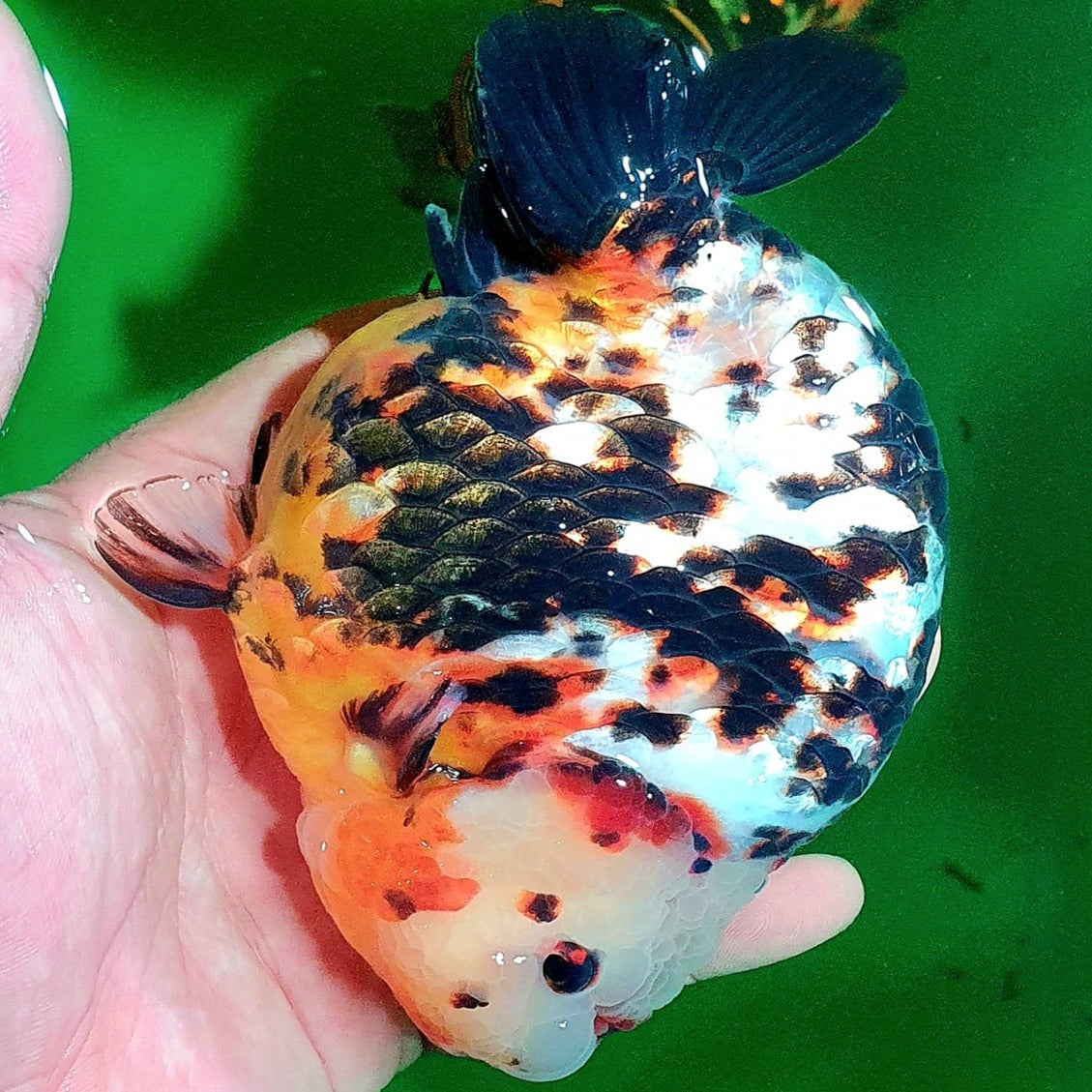 Milk Cow Ranchu Goldfish 3-4 Inches | Grower Pick | AAA Grade