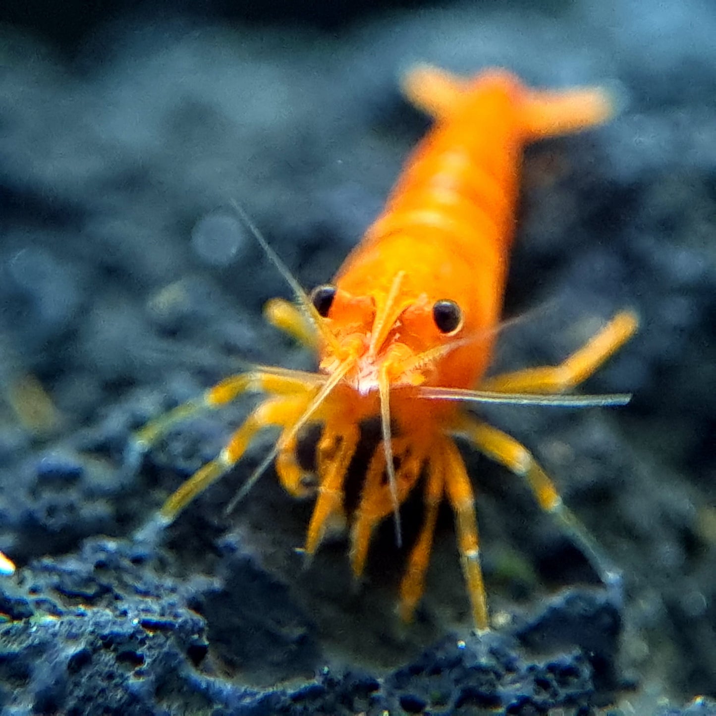 Orange Pumpkin Spice Sakura Neocaridia Shrimp