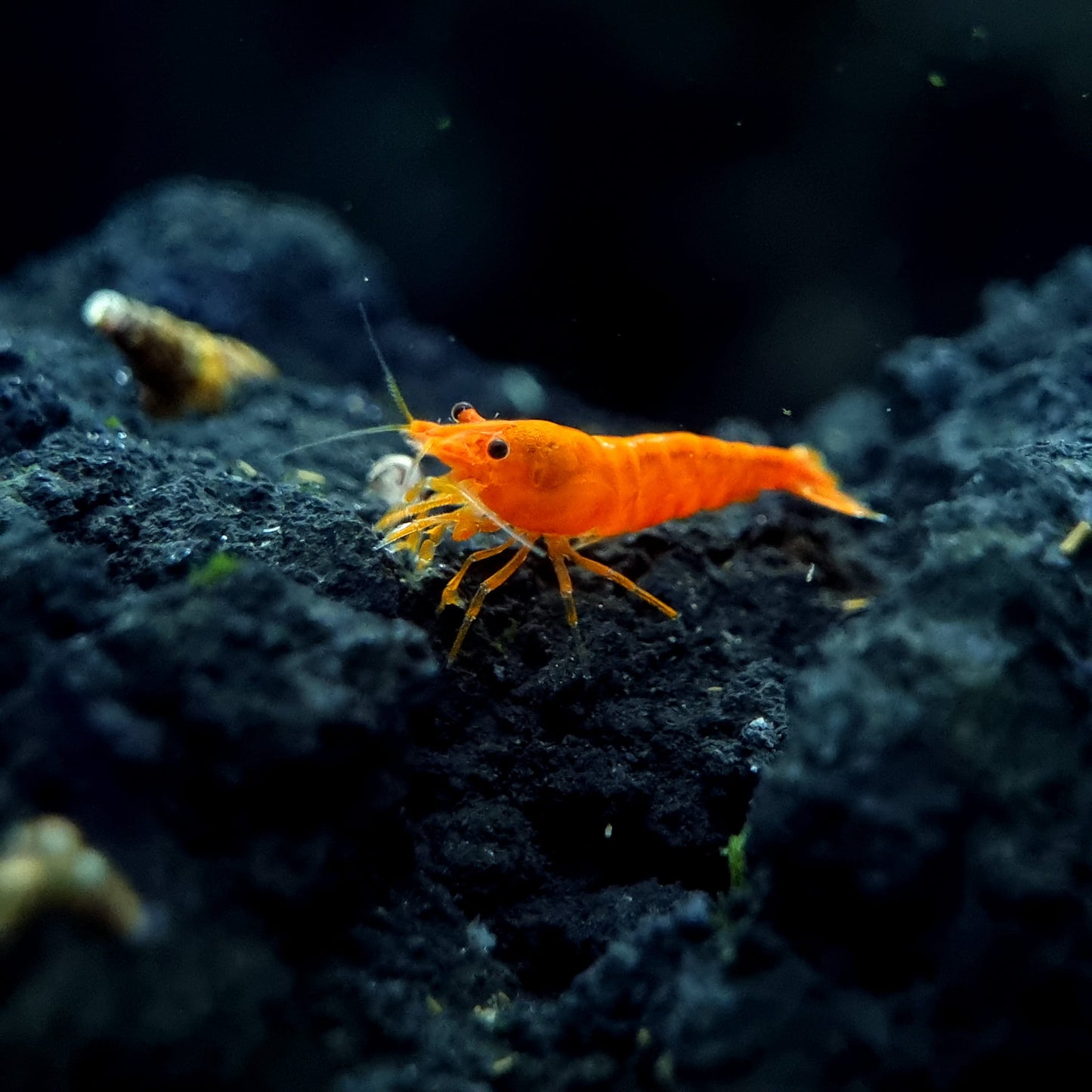 Orange Pumpkin Spice Sakura Neocaridia Shrimp