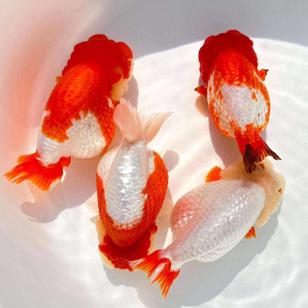 Fancy Goldfish For Sale: Ranchu & Oranda Goldfish – Tropicflow