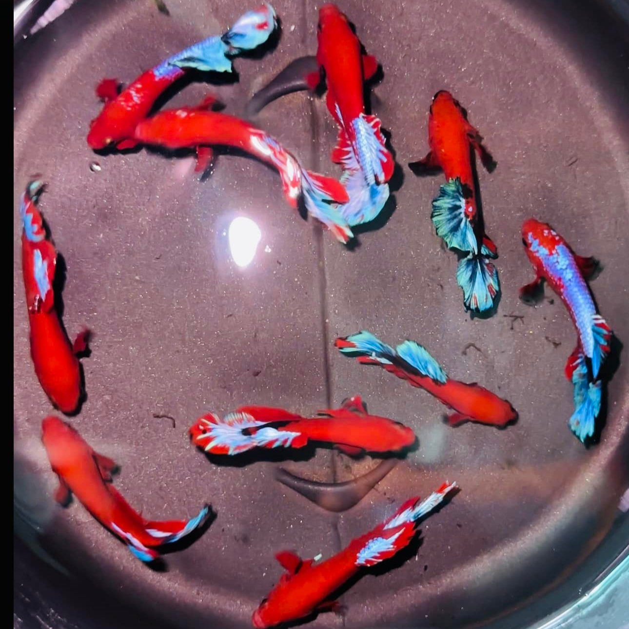 Red Fancy Female Betta Fish Sorority | Successful Sorority Pack